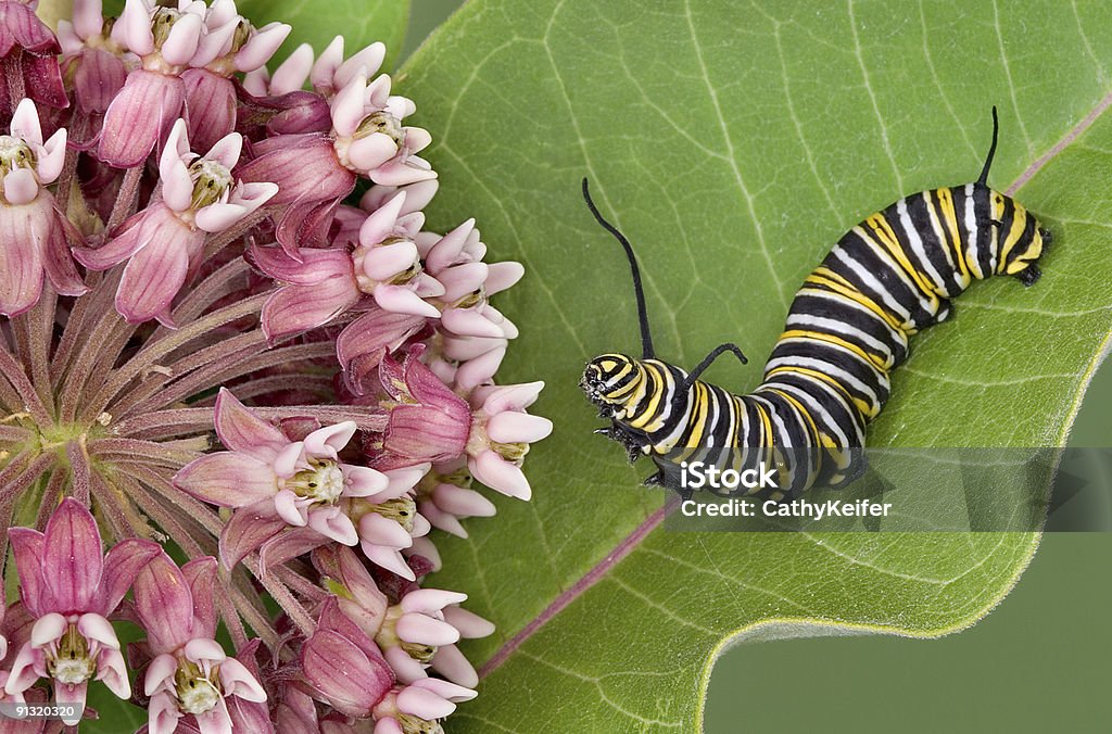 Monarch caterpillar on milkweed 2  Animal Stock Photo