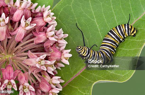 Monarch Caterpillar On Milkweed 2 Stock Photo - Download Image Now - Animal, Arthropod, Caterpillar