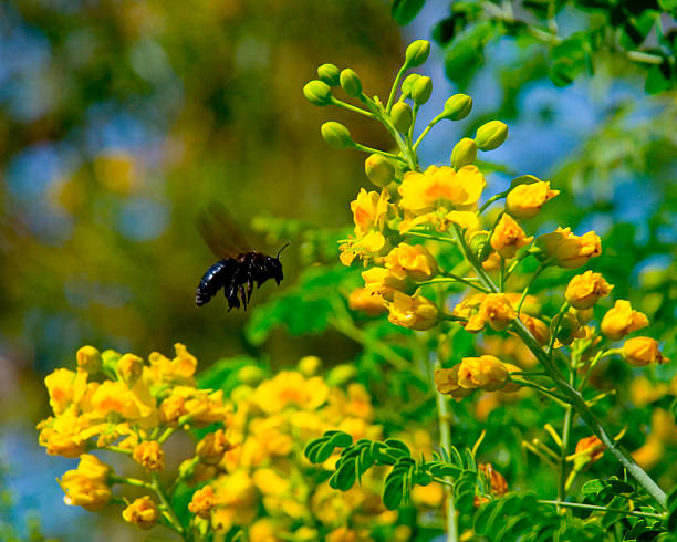 Bee stock photo