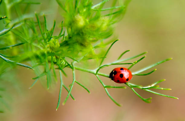 coccinelle - ladybug moving up single flower close to photos et images de collection