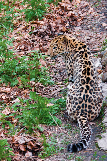 istock Amur leopard sitting on the ground in the Ussuri taiga 913207124