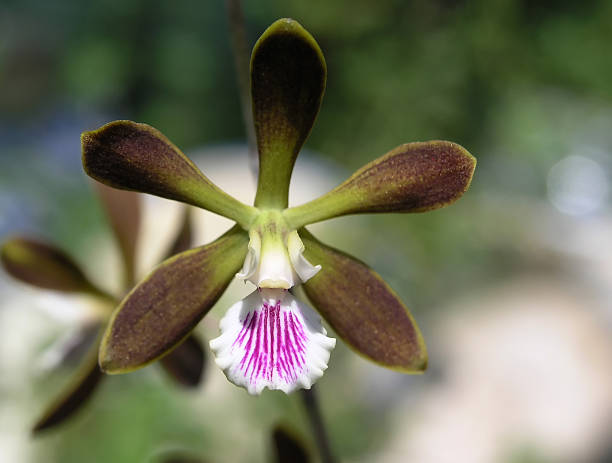 Encyclia alata x tampensis  encyclia orchid stock pictures, royalty-free photos & images