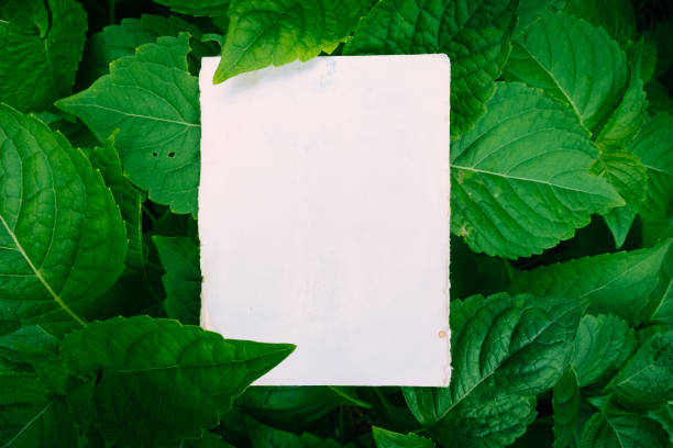 istock Square frame, Creative layout made of leaves with white paper card note, Copy space for text 913210174