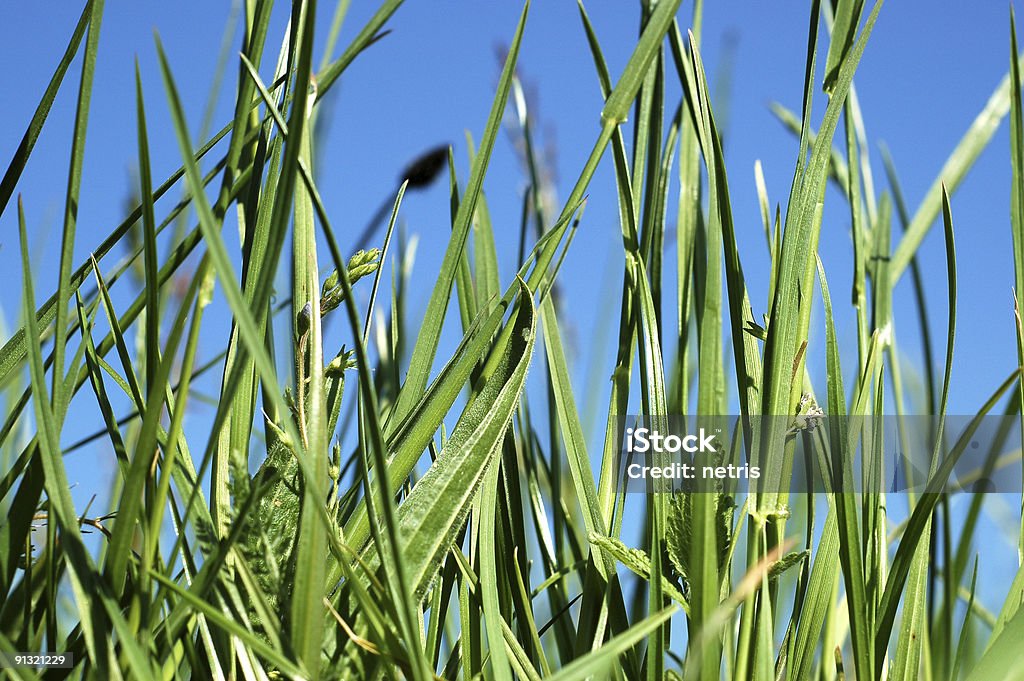 Gras - Lizenzfrei Agrarbetrieb Stock-Foto