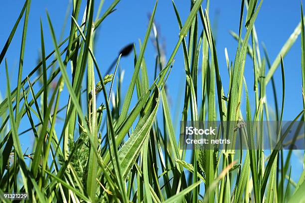 Foto de Grama e mais fotos de stock de Ajardinado - Ajardinado, Arrumado, Azul