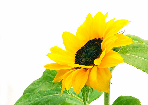 girasoli isolati su bianco - sunflower isolated single flower tall foto e immagini stock