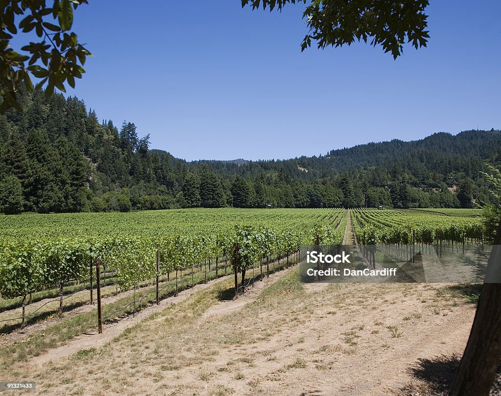 Vineyard - Foto de stock de Agricultura libre de derechos