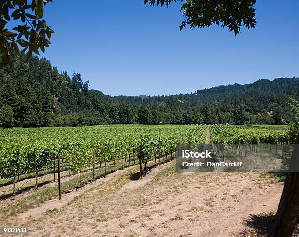 Vineyard Foto de stock y más banco de imágenes de Agricultura - Agricultura, Aire libre, Azul