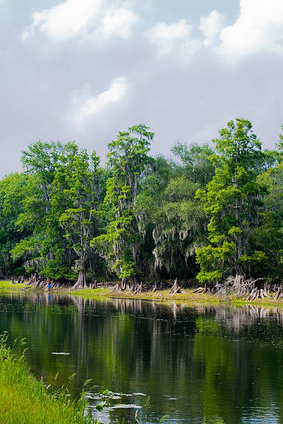 istock View across river with cypress trees on far bank 91321551