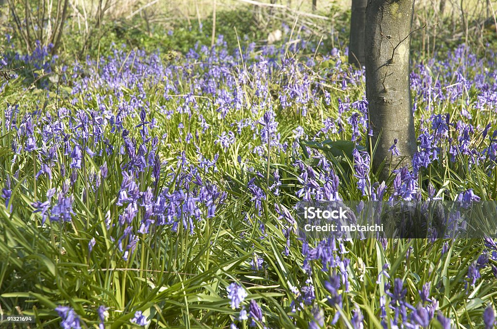 Facélias - Foto de stock de Azul royalty-free