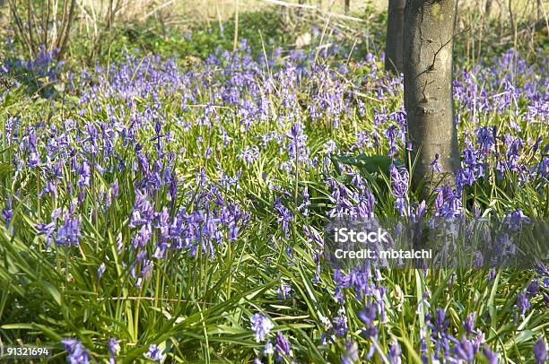 Foto de Facélias e mais fotos de stock de Azul - Azul, Bosque - Floresta, Campainha - Família do Lírio