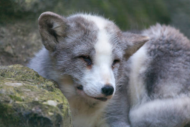istock a white arctic fox lies on stones 913220712