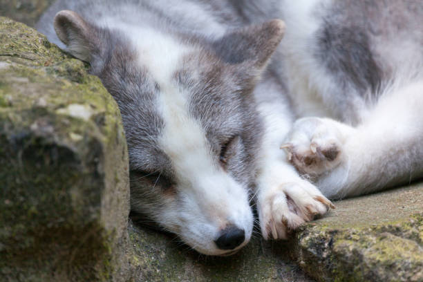 istock a white arctic fox lies on stones 913220722
