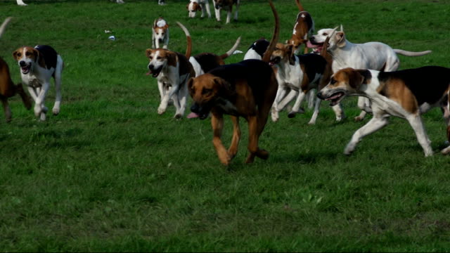 Foxhound Dogs running in Super slow motion