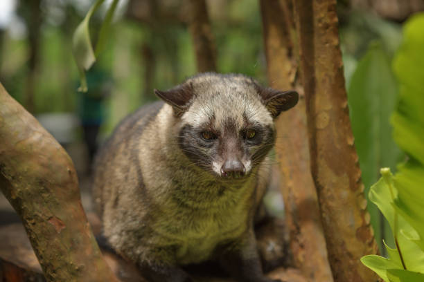 1,275 Civet Cat Stock Photos, Pictures & Royalty-Free Images - iStock | Civet cat china, Civet cat cage 1,275 Civet Cat Stock Photos, Pictures & Royalty-Free Images - iStock | Civet cat china, Civet cat cage