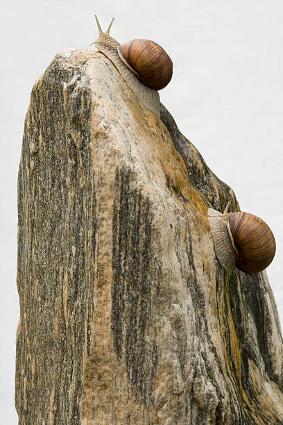 An expressive image of a snail that shows the extent of its imitation of life and is in a state of complete insanity, and this is a very expressive image as an image to express an opinion or a topic or use it as a background for any other picture or form as it can be as a mural or a picture for decoration
