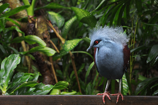 The world's largest member of the order Columbiformes is the Victoria crowned pigeon (Goura victoria).