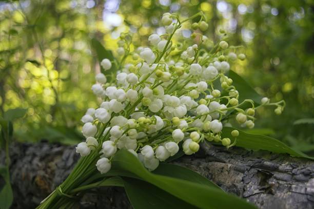 istock Lily of the valley bouquet 913223702
