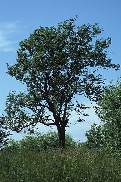 Lone tree stock photo