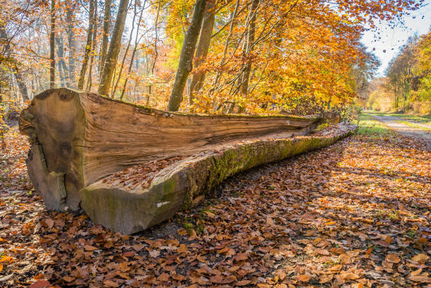 Late autumn rural landscape with black logs