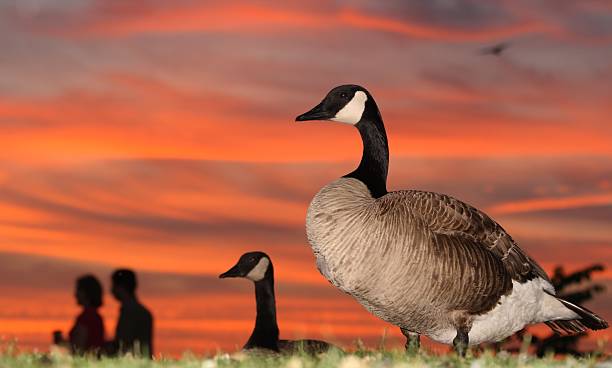 istock Geese and Couple at Sunset 91322504