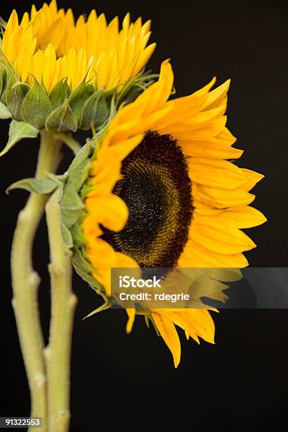 Girasoli - Fotografie stock e altre immagini di Colore nero - Colore nero, Composizione verticale, Fiore