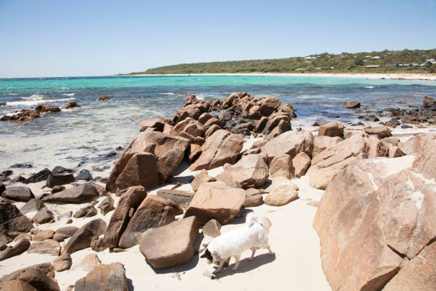 Eagle Bay Dunsborough Western Australia, Dog