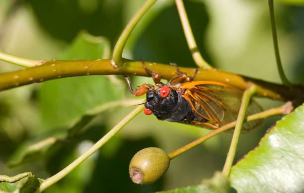 dezessete anos, cicada no galho - year 2007 - fotografias e filmes do acervo