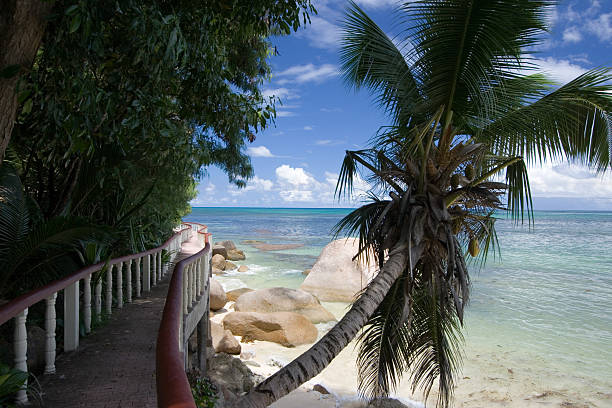 istock Path and Paln at the Tropical Island 91322703
