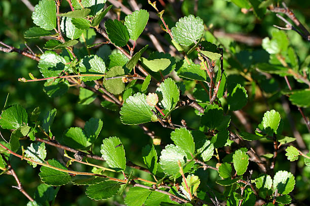 istock The leafs of a polar birch 91322739