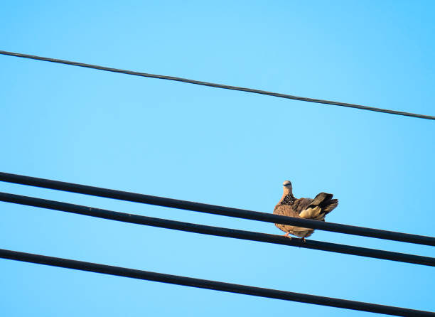 istock Chinese Spot Necked Turtle Dove 913227420
