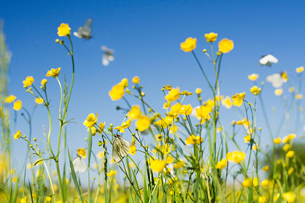 istock flowers field with cabbage white butterfly in flight 91322749
