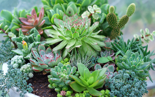 Succulent flowerbeds plant in the garden. This is a species of cactus family that is resistant to extreme weather and is decorated in the home