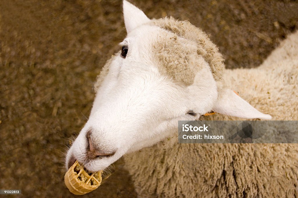 овца - Стоковые фото Баран роялти-фри