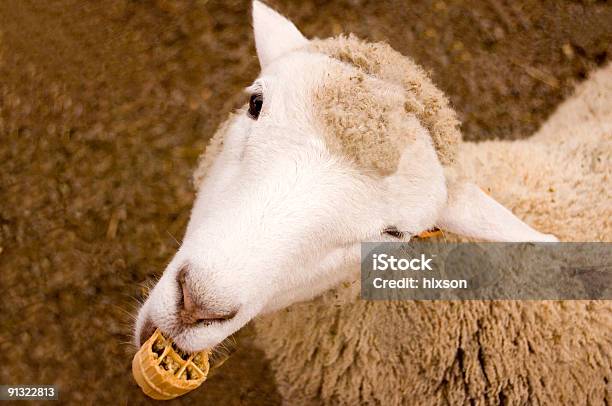 Овца — стоковые фотографии и другие картинки Баран - Баран, Без людей, Белый