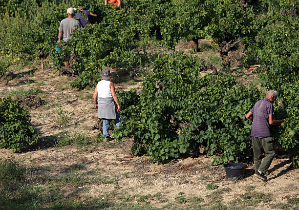 istock Harvest Time in Vineyard Provence 91322822