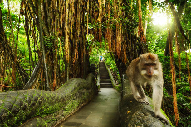 Dragon Bridge in Monkey Forest, Ubud, Bali, Indonesia stock photo