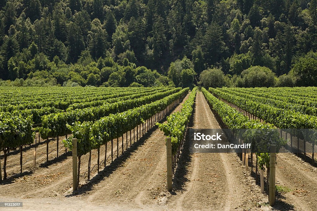 Vin de pays XXL - Photo de Agriculture libre de droits