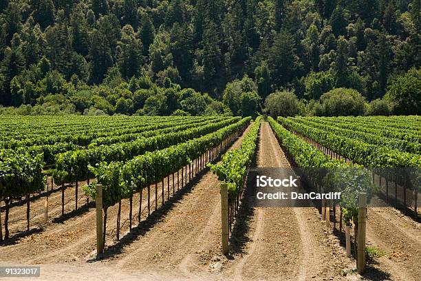 Photo libre de droit de Vin De Pays Xxl banque d'images et plus d'images libres de droit de Agriculture - Agriculture, Agrume, Alcool