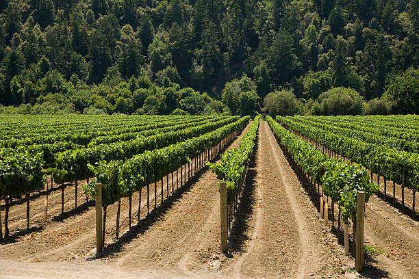 istock Wine Country XXL 91323017