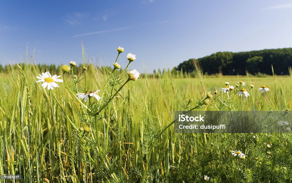 Pradera y cielo - Foto de stock de Abstracto libre de derechos