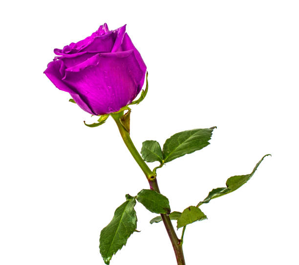 istock Red Roses on isolated background colors without background, bright juicy rose, 913233252