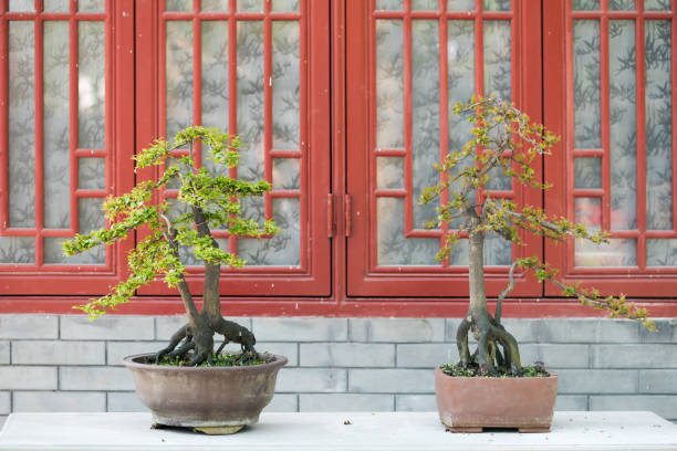 istock two bonsai trees against a brick wall and red windows 913233266