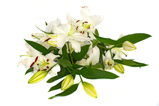 large flowers of a lily, close-up, white background. isolate. bright bouquets