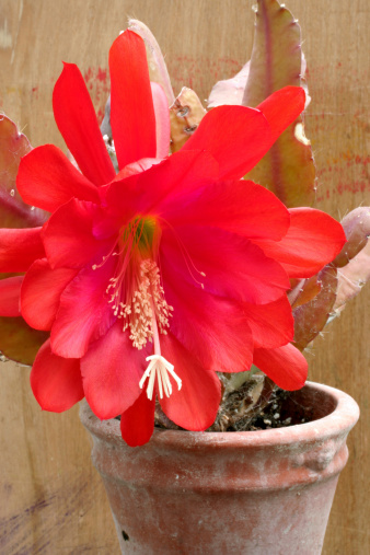 Old and shabby cactus plant in a clay pot with a gorgeous huge red flower