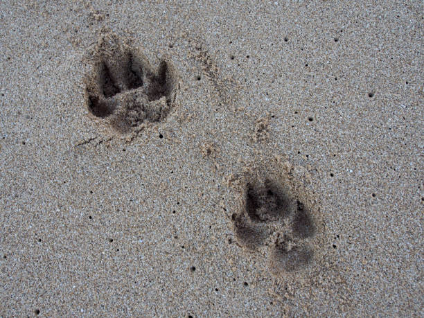 istock Two Dog Paw Print in the Sand 913240334