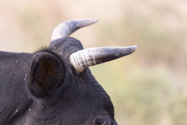 istock horns and cow's ear to nature 913240442