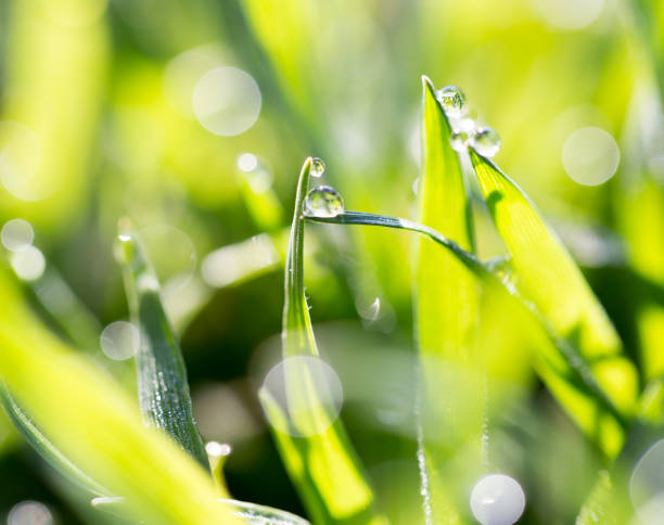 istock drops of dew on the green grass 913240942