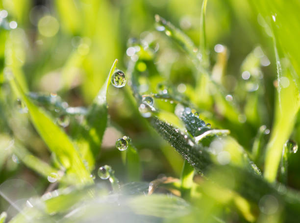 istock drops of dew on the green grass 913240974