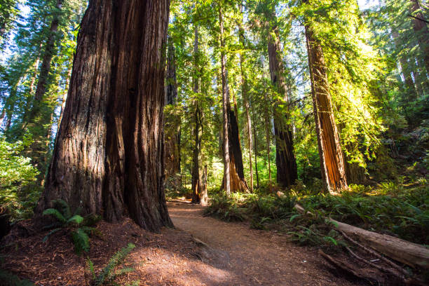 istock Redwood National Park 913240982
